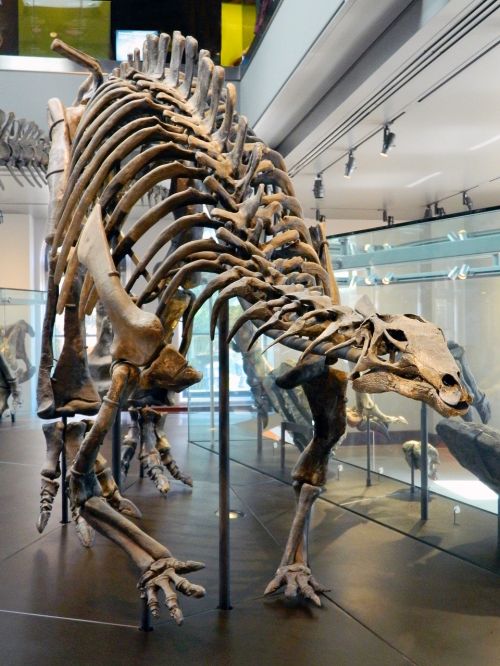 dinosaur jurassic bones