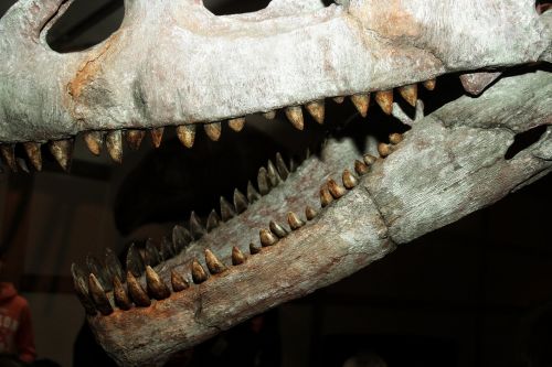 dinosaur fossils skeleton