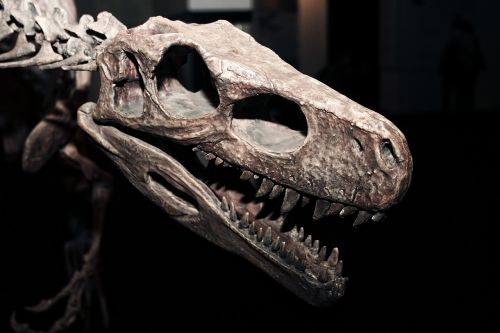 dinosaur fossils bone