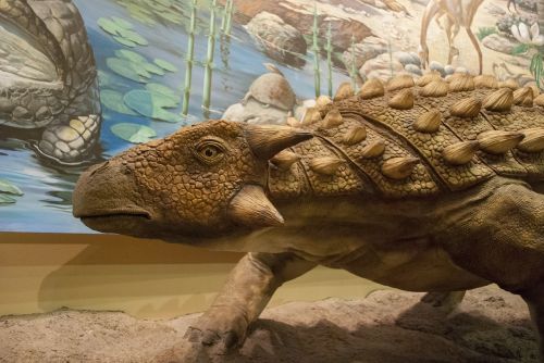 dinosaur natural history museum