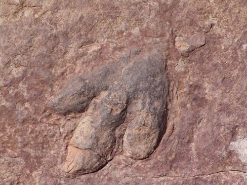 dinosaur footprint footprints footprint