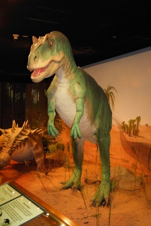 Dinosaur In A Museum