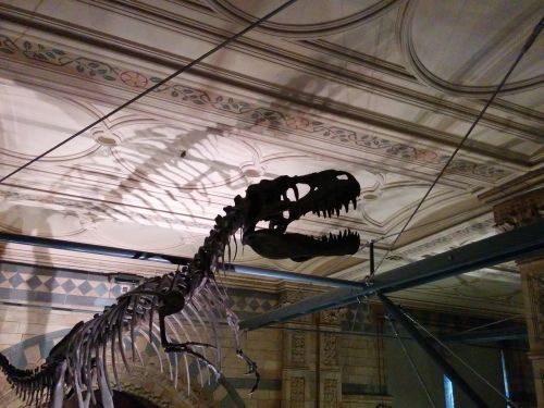 dinosaur skeleton profile museum shadow natural history museum