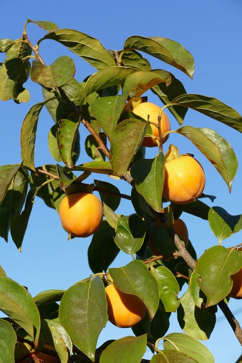diospyros kaki  khaki  fruit