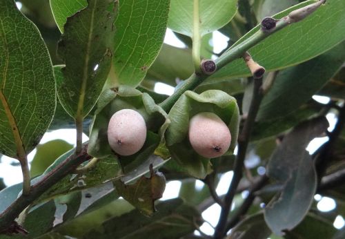 diospyros malabarica kendu baby fruit