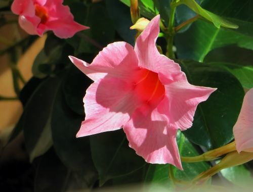 dipladenia pink flower exotic