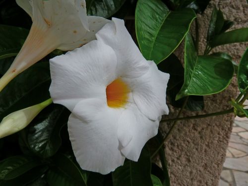 diplodenia nature flowers