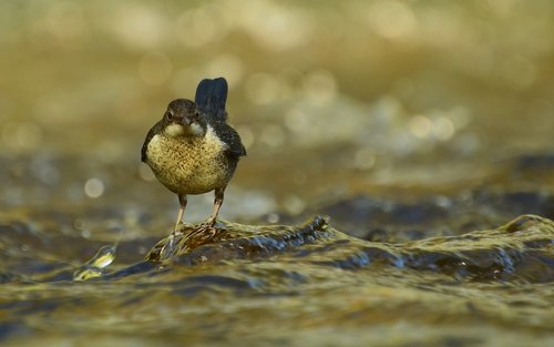 dippers  nature  river