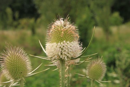 dipsacus flower-head flowers