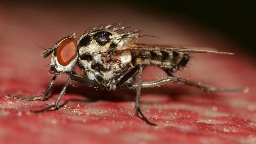 diptera insects anthomyia