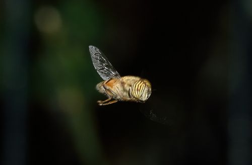 diptera syrphus eristalinus