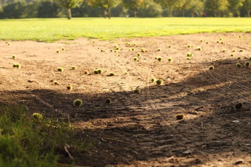 dirt autumn grass