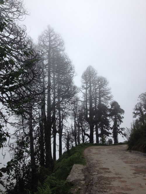 dirt road trees