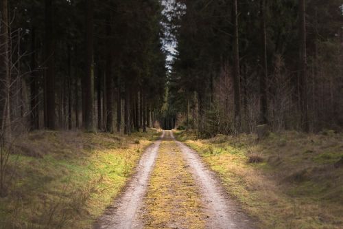 dirt road forest tree