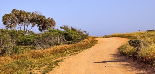 dirt road trees landscape