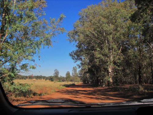 Dirt Road With Eucalyptus Trees