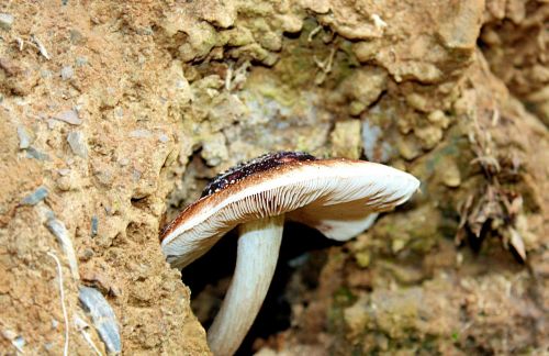 disc fungus mushroom nature