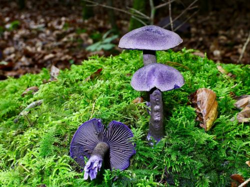 disc fungus autumn moss