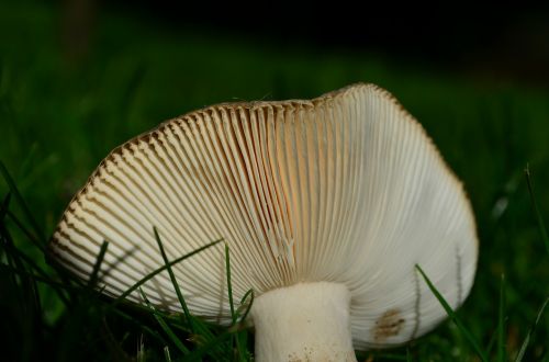 disc fungus mushroom autumn