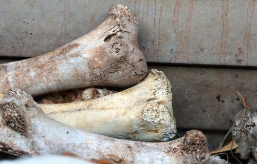 Discarded Ostrich Bones