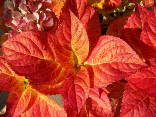 discolored hydrangea leaves autumn red leaves