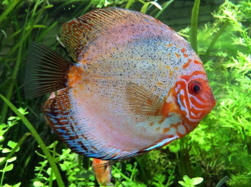 discus fish cichlid aquarium