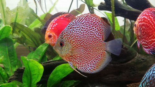 discus fish leopard fish