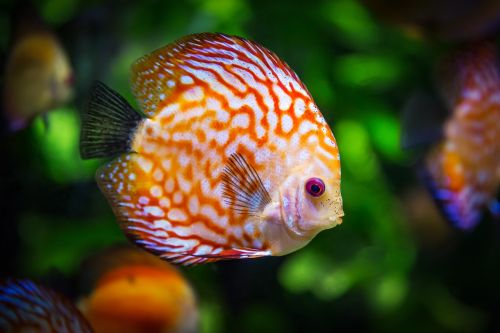 discus fish symphysodon aequifasciatus fish