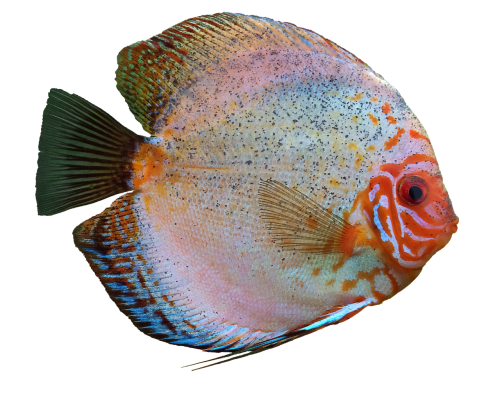 discus fish cichlid aquarium