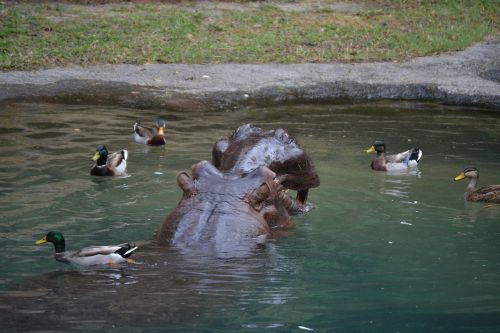 disney hippo hippopotamus