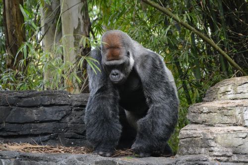 disney gorilla animal