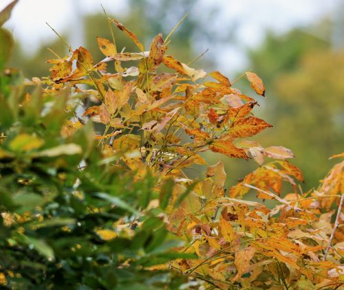 Display Of Yellow Wisteria Leaves