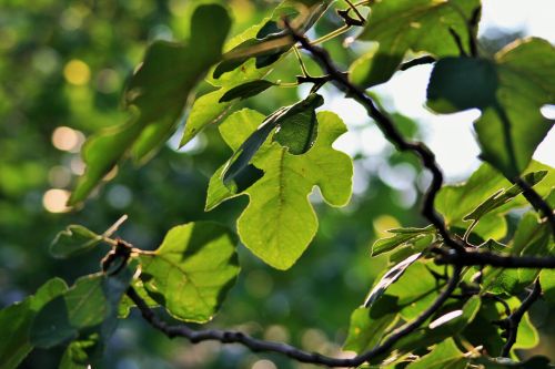 Display Of Fig Leaves