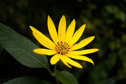 dísznapraforgó sunflower flower