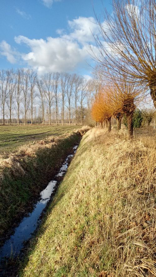 ditch clouds willow