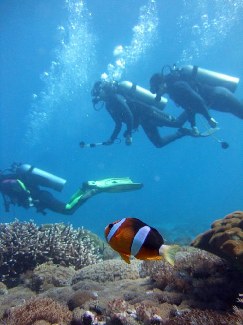 diver clown fish diving