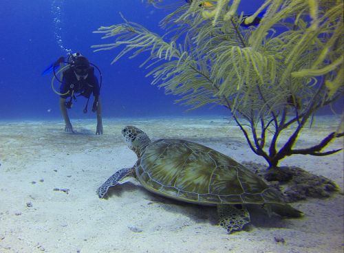 diver turtle mexico