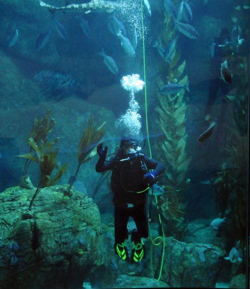 Diver In Aquarium