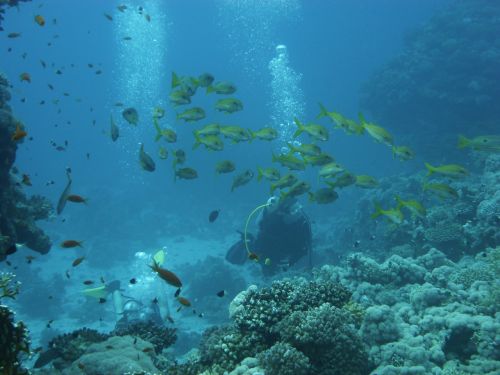 divers reef diving