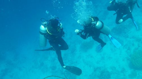 divers diving underwater