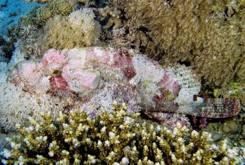 diving dragon's head underwater