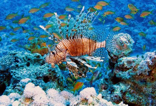 diving red fire fish underwater