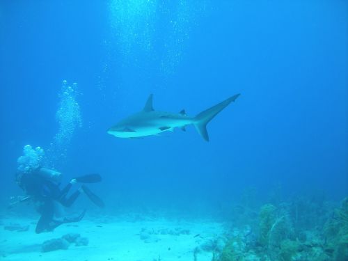 diving dive nassau