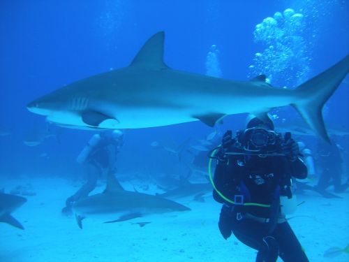 diving dive nassau