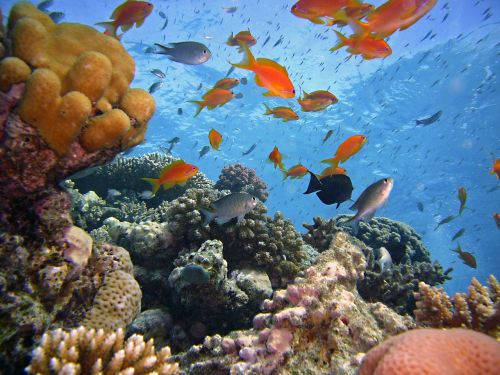 diving underwater reef