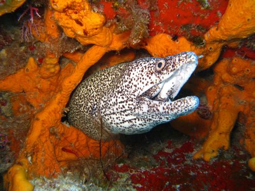 diving ocean coral