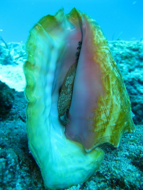 diving ocean coral