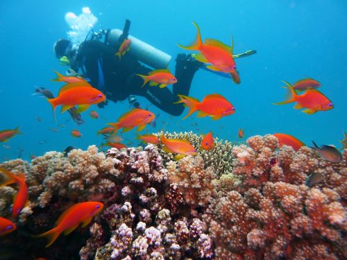 diving underwater water