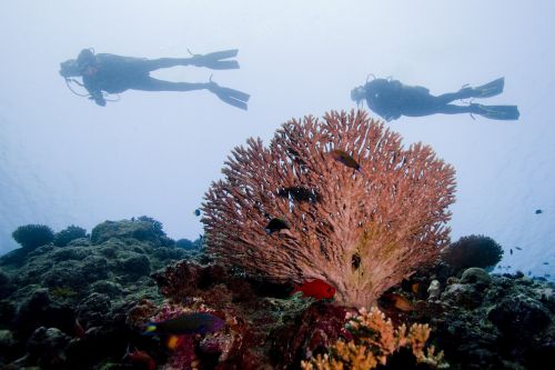 diving ocean sea