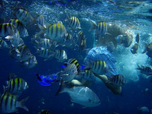 diving underwater fish
